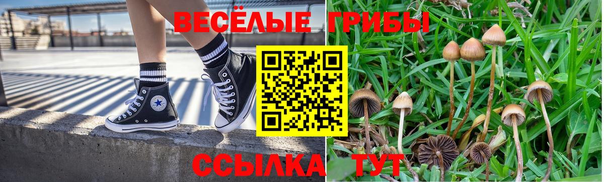 продажа наркотиков  Псилоцибиновые грибы Psilocybine cubensis  Вход с VPN  Кузнецк  Галлюциногенные грибы GOLDEN TEACHER 